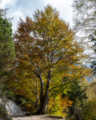 Panoramic scenery on a mountain top with beautifully lit yellow and green spruce trees and larches with rocks in the background on a sunny day in autumn. Pristine nature in the alps.
