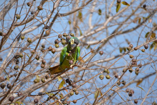 Golden-collared Macaw (Primolius auricollis), Pantanal