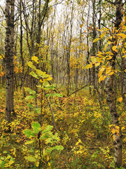 A beautiful autumn scene with golden yellow leaves at Assiniboine Forest in Winnipeg, Manitoba, Canada