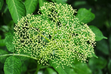 White elderberry blossom