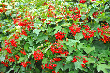 Ripe viburnum on branch