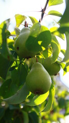 green apple on tree