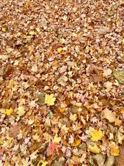 Leaf Carpet