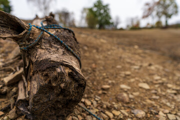Baumstamm | Bevertalsperre | See in bergischer Natur Landschaft