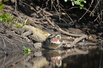 Caiman Yacare (Caiman yacare), Pantanal