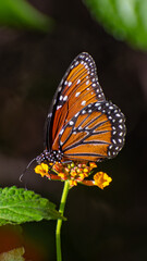 monarch butterfly on a flower