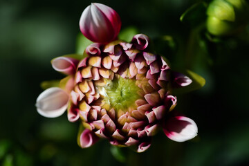 Close up of the bud of a dahlia, photographed from above, against a green background in nature