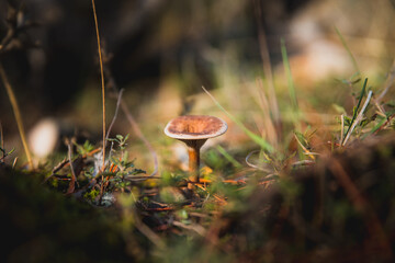 Macro de una seta en el bosque 