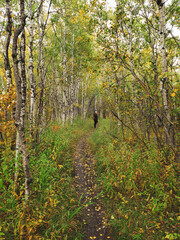 A beautiful autumn scene with birch trees covered in golden yellow leaves at Assiniboine Forest in Winnipeg, Manitoba, Canada