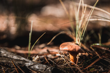 seta en el suelo del bosque 