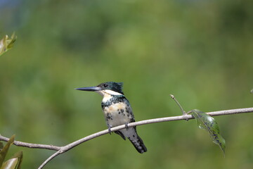 Green Kingfisher female (Chloroceryle americana), Pantanal