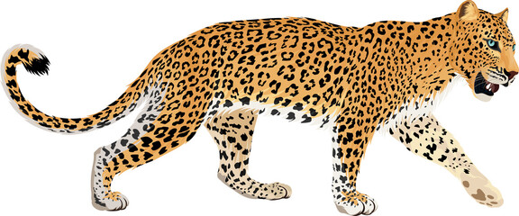 vector isolated leopard or jaguar illustration - obrazy, fototapety, plakaty