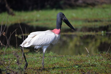 Jabiru Stork 