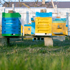 Colorful wooden and plastic hives against blue sky in summer. Apiary standing in yard on grass. Cold weather and bee sitting in hive.