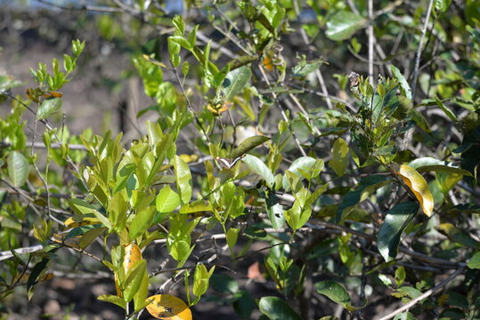 Butterfly Adelpha Iphiclus, Pantanal