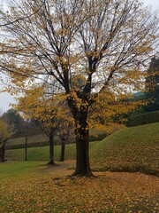 Fototapeta premium autumn in the park