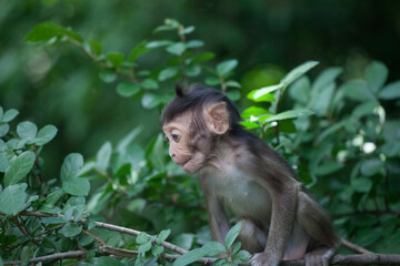 可愛いサル