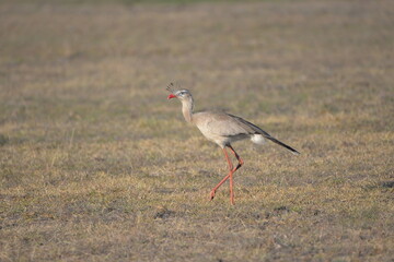 Red-legged Seriema