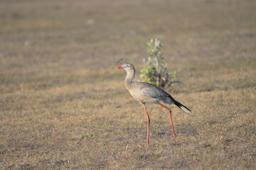 Red-legged Seriema