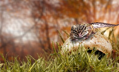 Amphibian.
