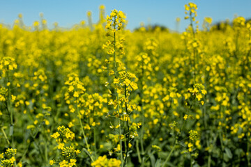 Obraz premium blooming raps field landscape with blue sky, bright yellow rapeseed field and nectar for beekeeping for the production of biofuels and bioenergy.
