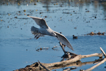 A closeup of a seagull flying in the air.   Burnaby BC Canada
