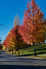 Autumn color trees along the street.   Burnaby BC Canada
