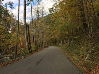 road in autumn forest