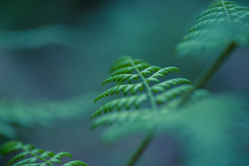moody fern