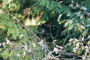 ハミングバード  ハチドリ  木の枝にとまる　毛繕い　擬態するハミングバード 