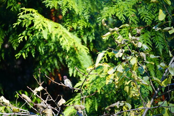 ハミングバード  ハチドリ  木の枝にとまる　毛繕い　擬態するハミングバード 