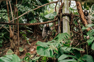 Ein am Gitter entlang kletternder Lisztaffe