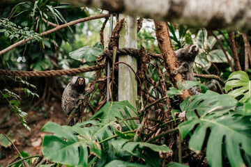paraty - rio de janeiro