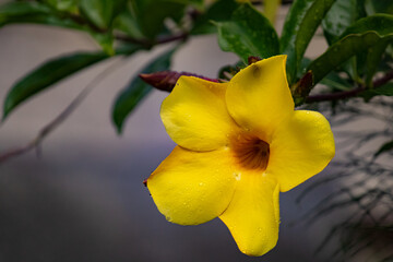 Fototapeta premium One yellow flower, Allamanda schottii, covered with rain drops