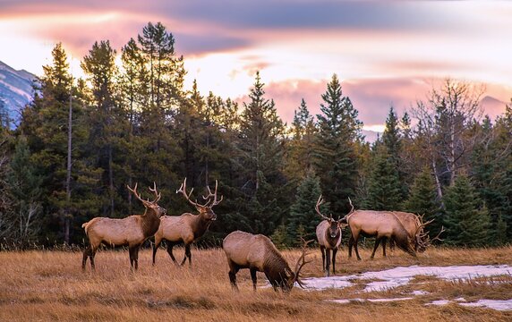 Herd Of Elk In The Mountains At Sunrise