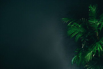Palm leaves, the tropical forest plant, growing in wild on dark background. Copy space