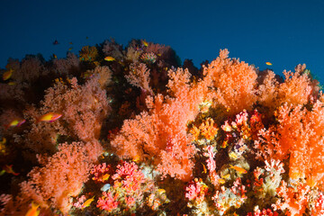 Fototapeta na wymiar Underwater image of a bright coral reef in the Indian Ocean