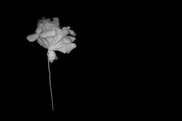 Recycled rose made from toilet paper,  black background. 