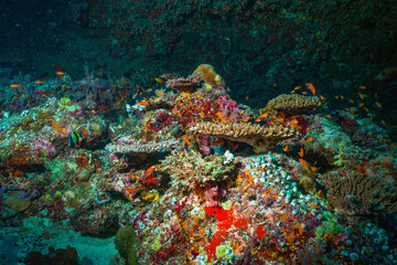 Naklejka na ściany i meble Underwater image of a bright coral reef in the Indian Ocean