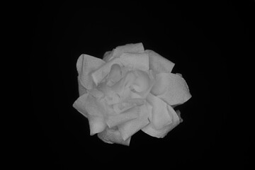 Recycled rose made from toilet paper, shot from above. black background