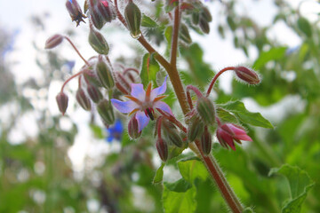 Borage