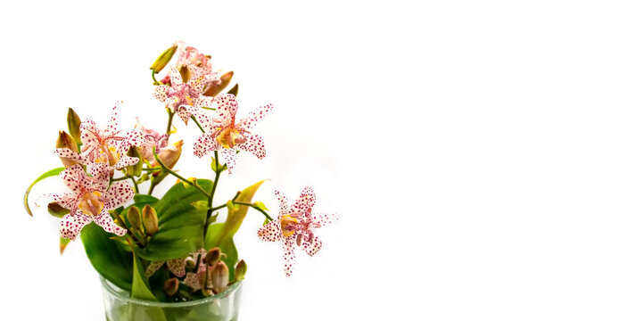 Cute tiny Tricyrtis toad lily flower bouquet isolated on white background. A photo with free blank copy space for text. For cards or postcards, invitations, wedding decoration or presentation slides