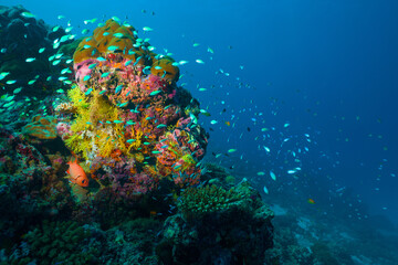 Underwater image of a bright coral reef in the Indian Ocean