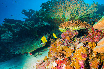 Underwater image of a bright coral reef in the Indian Ocean