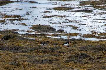 Eurasian oystercatcher   photographed in Scotland, in Europe. Picture made in 2019.