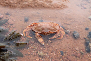Orange rock crab