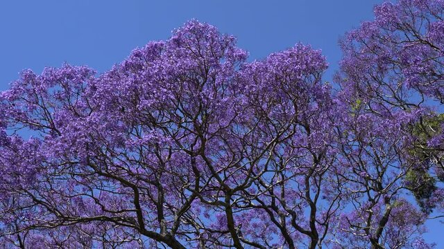 Blooming jacaranda tree swaying in the wind agains a blue cloudless sky.
