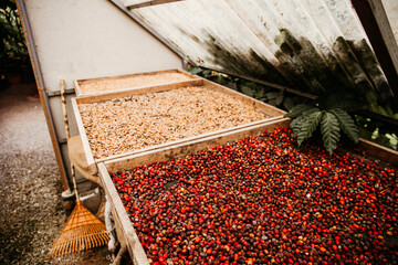 Coffee beans drying in greenhouse at coffee plantation
