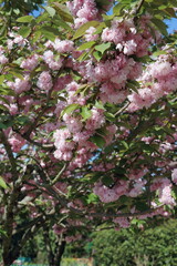 春に咲く、満開のピンクの一葉桜【4月】