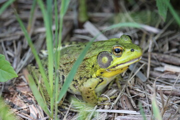 Frog in the grass